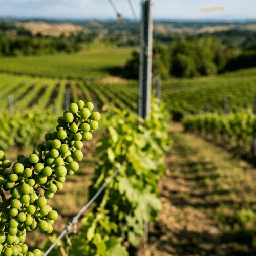 Vignes vallonnées de Gascogne au lever du jour dans la brume